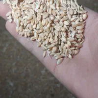 گندم درجه یک هم بزرمال داریم هم ساده قیمت هم توافق|عمده‌فروشی|چناران, |دیوار