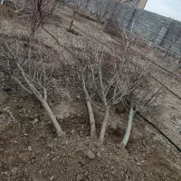 نهال آلو حاج حسنی