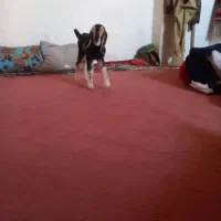 کهره شیری|حیوانات مزرعه|بیضا, |دیوار