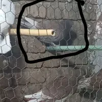 شب بالا مونده|پرنده|آران و بیدگل, |دیوار