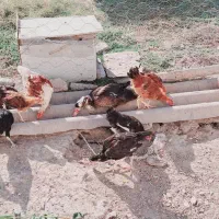 مرغ و خروس(جوجه)|حیوانات مزرعه|گمیشان, |دیوار