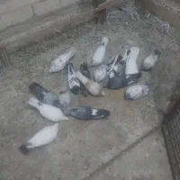 کبوتر .کفتر
