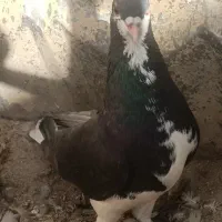 صید|پرنده|مشهد, مقصود آباد|دیوار