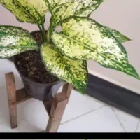 گل کادو روز مادر