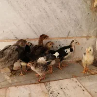 جوجه گلین ی دونه شاخدار|حیوانات مزرعه|بیرجند, |دیوار