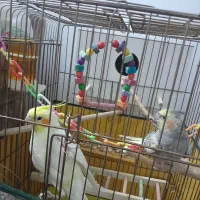 عروس هلندی نر معاوضه با ماده|پرنده|سبزوار, زینبیه|دیوار