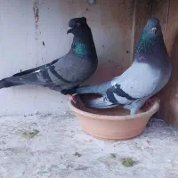 کبوتر ساعت سنگین به همراه کلیه لوازم|پرنده|رشت, فرزانه|دیوار