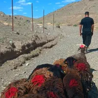 میش. کاور دو دندون