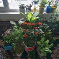 گل و گیاه|گل و گیاه طبیعی|دهگلان, |دیوار