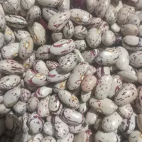 لوبیا چیتی
