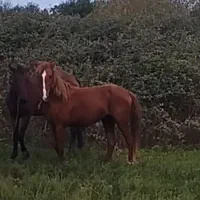 اسب گمشده به یابنده مژدگانی داده میشود