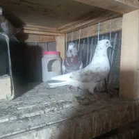 پرنده .کفتر.کبوتر