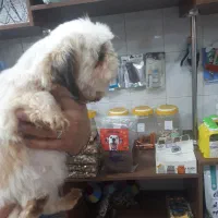 شیتزو ماده کاملا فلت