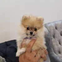 توله پامرانین|سگ|شاهینشهر, بانک استان|دیوار