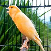 قناری نر زرد مست مست