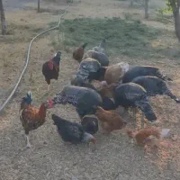 مرغ،خروس،بوقلمون،غو قاز