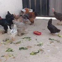 مرغ و خروس|حیوانات مزرعه|پاکدشت, پاکدشت (مامازند)|دیوار