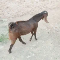 نر جوان نسلدار|حیوانات مزرعه|پیپ, |دیوار