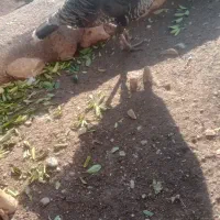 بوقلمون ماده