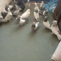 کفتر|پرنده|بیضا, |دیوار