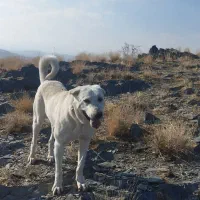 واگذاری سگ|سگ|ملایر, |دیوار