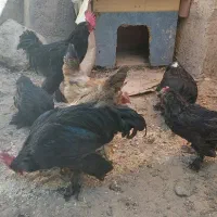 مرغ ویروس محلی ومرندی|حیوانات مزرعه|نیشابور, راه آهن|دیوار