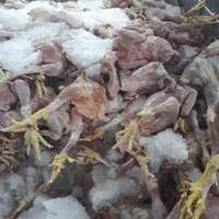 غذای حیوان،اسکلت مرغ،پا،دل،مرغ ضایعات|لوازم جانبی حیوانات|شیراز, مسلم|دیوار