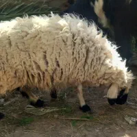 میش فروشی|حیوانات مزرعه|بم, |دیوار