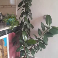 گل طبیعی زیبا وسرحال
