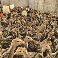 جوجه بوقلمون یکماهه