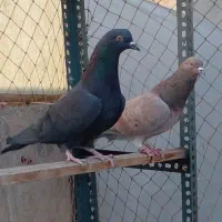 یک جفت کفتر سرور وزاغ|پرنده|تهران, هلال احمر|دیوار