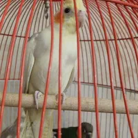 دوتا عروس هلندی با قفس