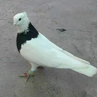پرنده
