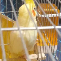 عروس هلندی ماده