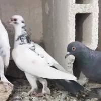 کبوترلوطی ماده