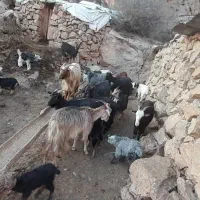 ۴۰ راس بز و بزغاله