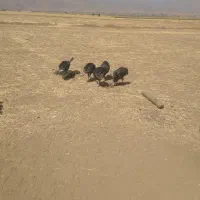 بوقلمو