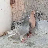 دوتا کفتر هوای الماسی خطی دمسفید کله افغانی