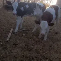 دو عدد گوساله سمینتال