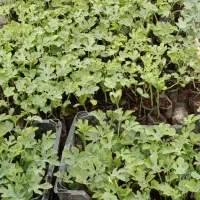 نهال هندوانه فروشی