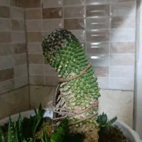 گل گیاه|گل و گیاه طبیعی|جاجرود, |دیوار