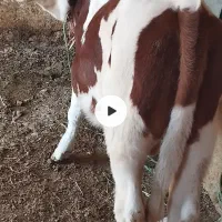 گوساله نر سیمیتال