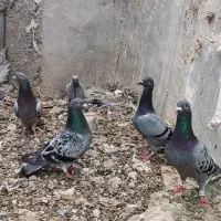 پلاکی سینه سفید|پرنده|شیراز, دروازه اصفهان|دیوار