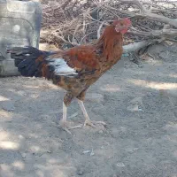 فروش خروس.و جوجه خروس محلی|حیوانات مزرعه|کهنوج, |دیوار