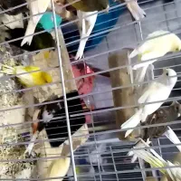 قناری رنگ روشن تعداد19سهره قناری نر همه نر