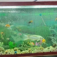 اکواریوم باماهی کوی