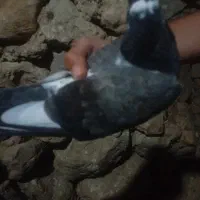 کفتر خط سرخ