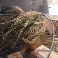 جارو محلی