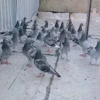 پلاکی|پرنده|آبادان, |دیوار