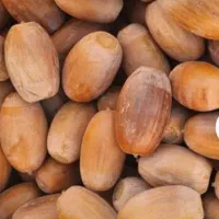 بلوط